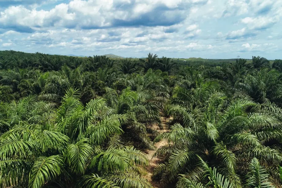Indonesiens massive Landnahme verändert die globalen Rohstoffmärkte