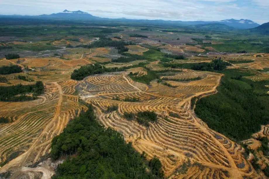 Indonesien verschärft Beschlagnahmung von Palmölplantagen: fünf Millionen Hektar zusätzlich geplant