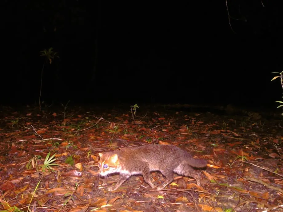 Seltene Flachkopfkatze nach jahrzehntelanger Abwesenheit in Thailand wiederentdeckt