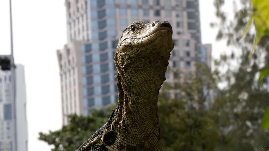 Bangkoks riesige Reptilienbewohner: Wie Warane die Stadt eroberten