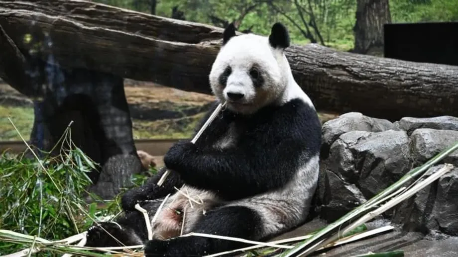 Japan verabschiedet sich von den letzten Pandas, während diplomatische Spannungen eine fünf Jahrzehnte währende Freundschaft bedrohen