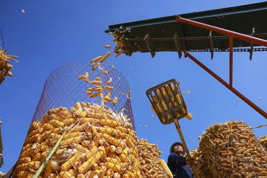 Chinesische Forscher steigern die Produktion künstlicher Stärke um das Zehnfache und kommen der industriellen Lebensmittelherstellung näher