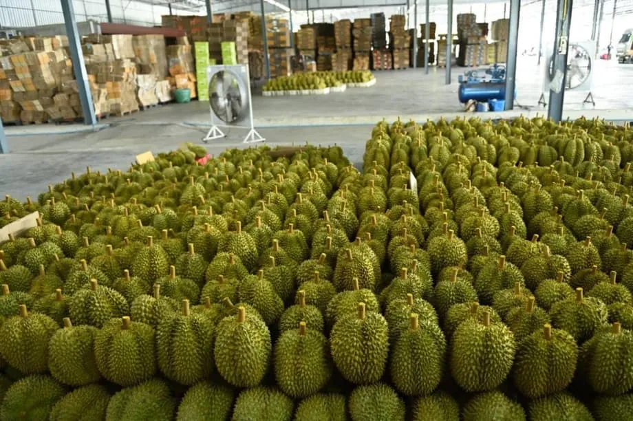 Thailands Durianbranche steht vor einer perfekten Sturmkonstellation: Rekordernte trifft auf massiven Arbeitskräftemangel