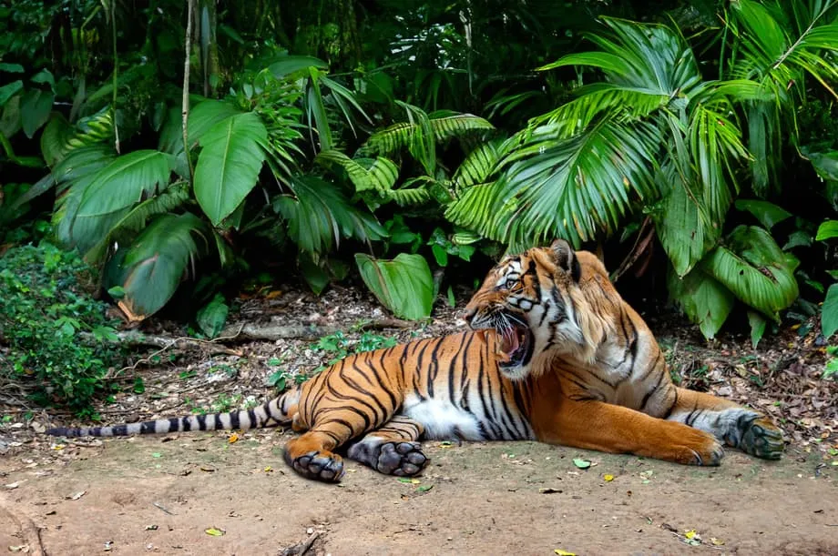 Königliches Reservat des Kronprinzen gibt Malaien-Tigern letzte Hoffnung