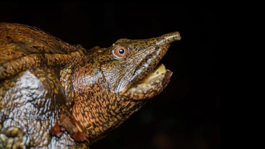 Legaler Schildkrötenhandel in Indonesien sichert laut Studie nur Hunderte, nicht Tausende Existenzen
