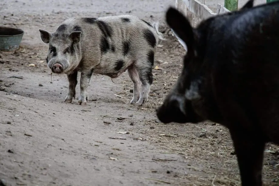 Fukushimas Hybrid-Wildschweine offenbaren unerwartete genetische Überholspur