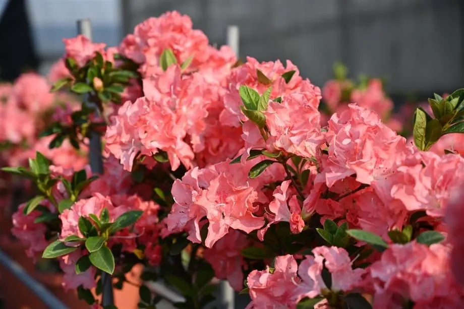 Taipeh bereitet sich auf ein Frühlingsspektakel vor: Azaleenfestival 2026 mit 200.000 Blüten