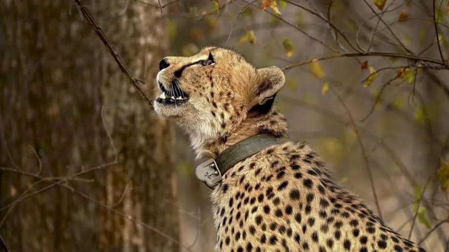 Projekt Gepard am Scheideweg: Wissenschaftler fordern Importstopp angesichts wachsender Sorgen um den Lebensraum