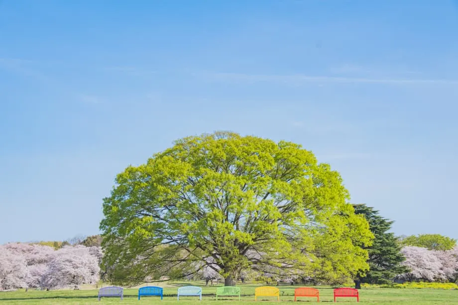 Tokios versteckte Frühlingsoase: Das Blumenfestival 2026 im Showa-Kinen-Park verwandelt einen ehemaligen Flugplatz in ein Blütenparadies