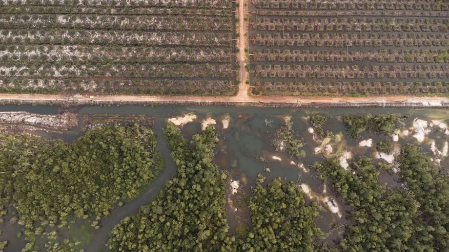 Indonesiens Krokodilkrise: Wie der Zinnabbau für Smartphones tödliche Konflikte zwischen Menschen und Wildtieren verschärft