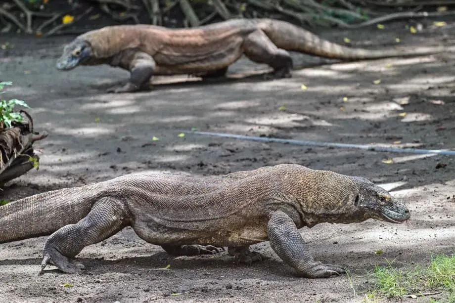 Drachen-Diplomatie: Indonesien verleiht Japan Komodowarane im Rahmen eines historischen Artenschutzabkommens