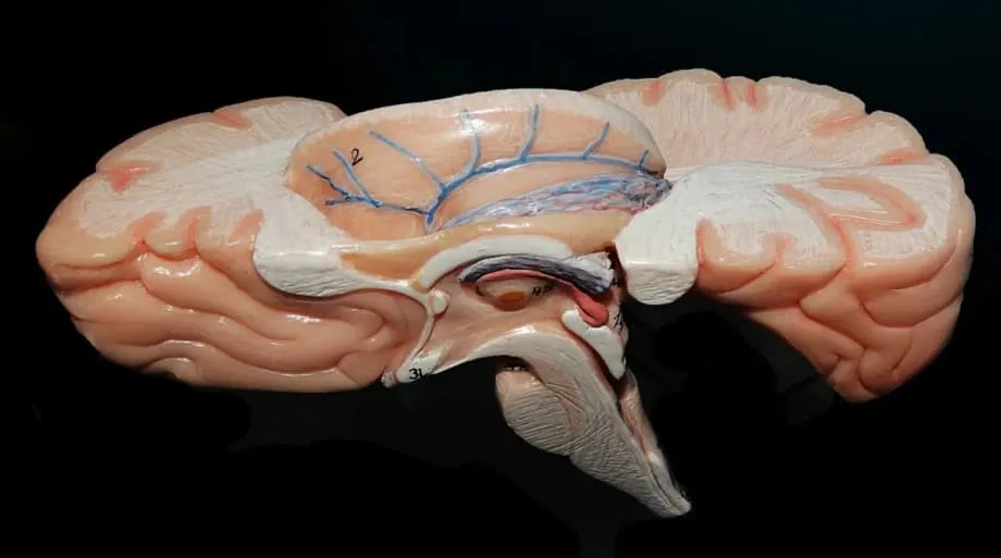Indische Wissenschaftler stellen ANCHOR vor, den weltweit detailliertesten 3D-Atlas des menschlichen Hirnstamms