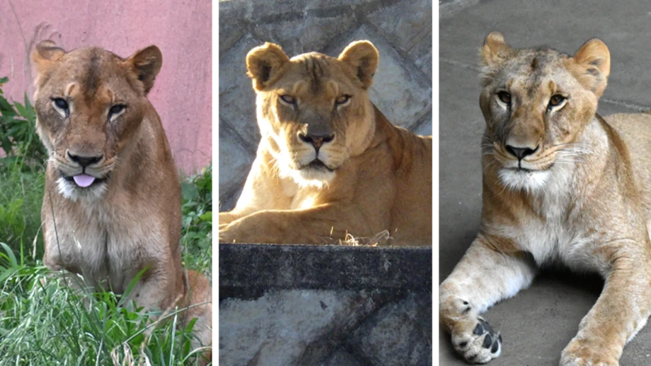 Drei Löwinnen sterben im Tokioter Zoo während historischer Hitzewelle