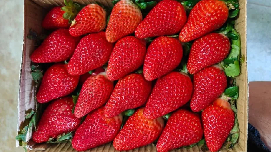 Indien strebt mit eigener Züchtung und Technologie Unabhängigkeit bei Erdbeeren an