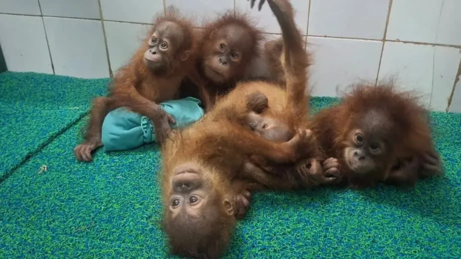Fünf Orang-Utan-Babys in Wald in Odisha entdeckt – Indien untersucht mutmaßliche Schmuggelroute