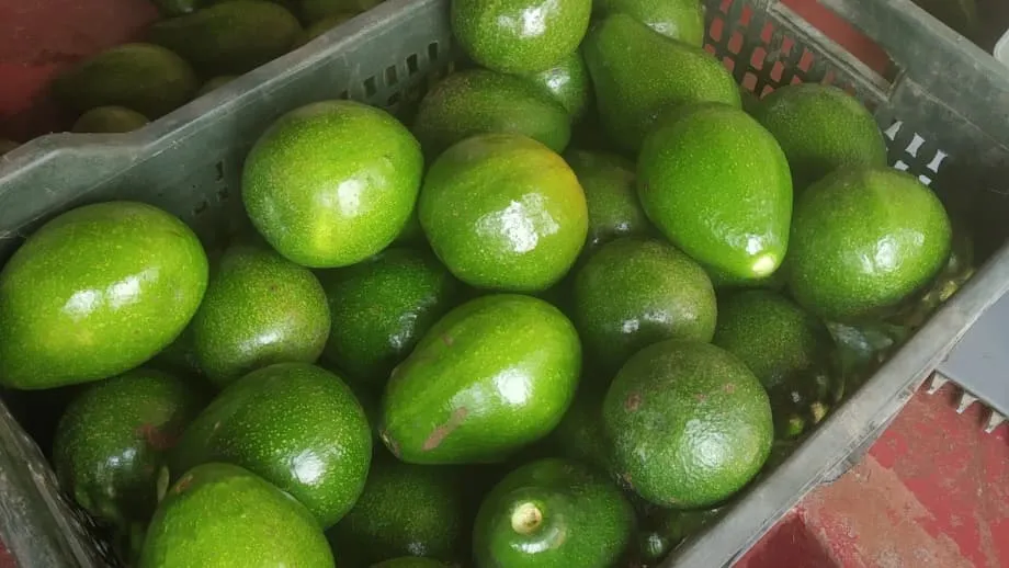 Vom Hundefutter zum Verkaufsschlager: Wie sich der Avocadomarkt in Indien etabliert
