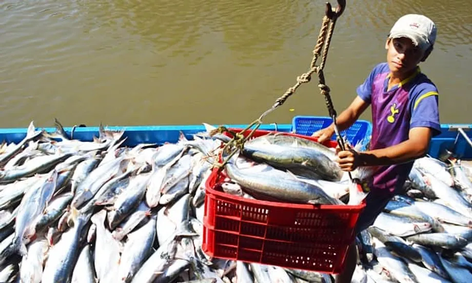Vietnam steigt zum drittgrößten Meeresfrüchtelieferanten Singapurs auf