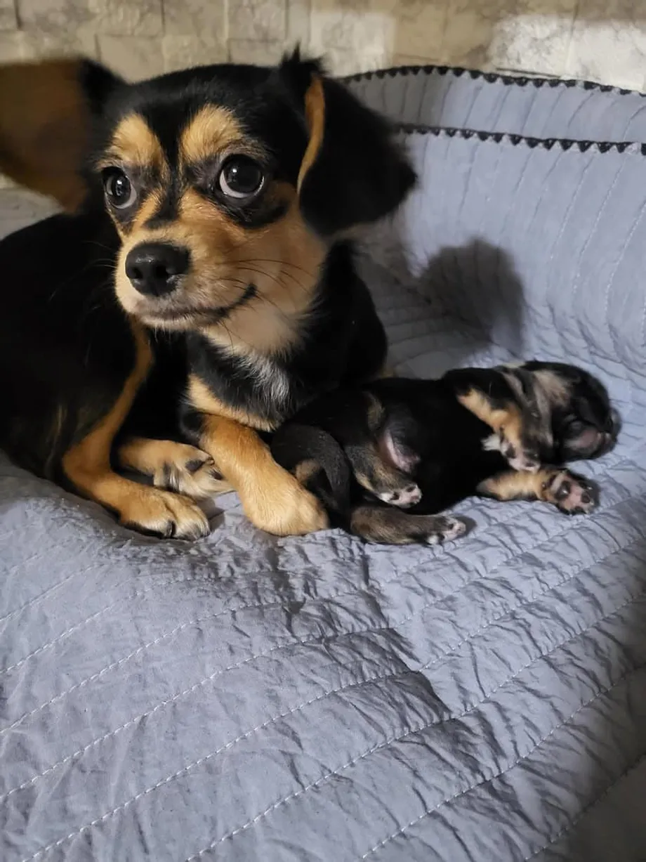 Von den Straßen Seouls zu einer zweiten Chance: Die Geschichte einer Chihuahua-Hündin zeigt die Krise der Tierrettung in Südkorea