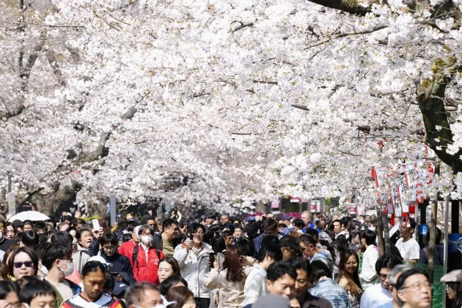 Kirschblüte in Tokio drei Tage früher als üblich in voller Blüte