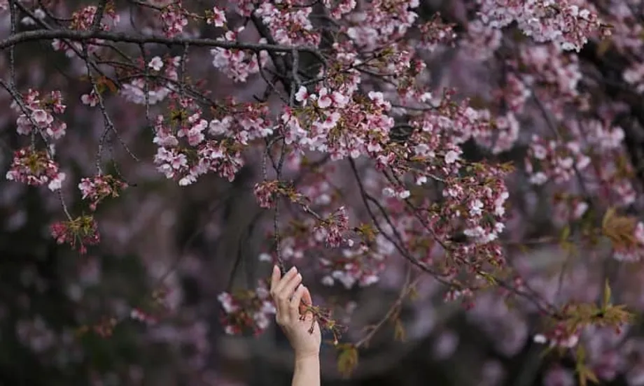 Steigende Kosten trüben Japans berühmte Hanami-Saison