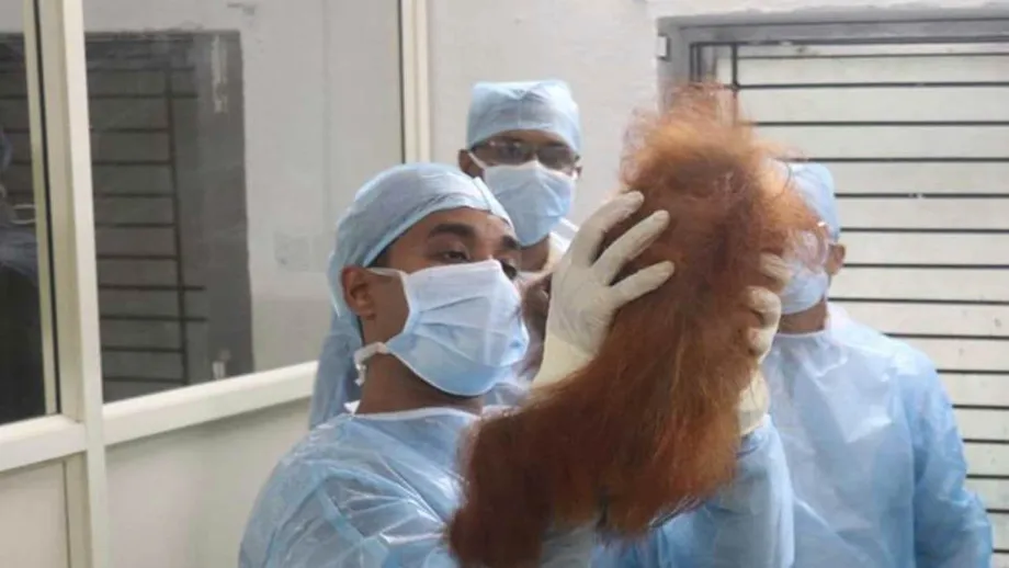 Five Baby Orangutans Found in Odisha Forest Trigger International Trafficking Probe