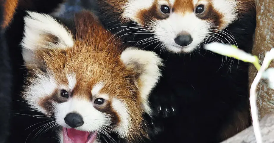 South Korea's First Naturally Bred Red Panda Twins Make Public Debut