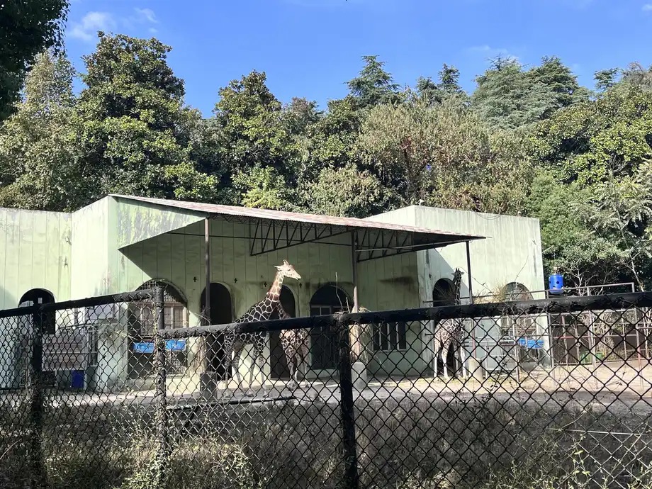 Jay Chou Family Sponsors Giraffe Pair at Nanjing Zoo for 5,000 Yuan a Year