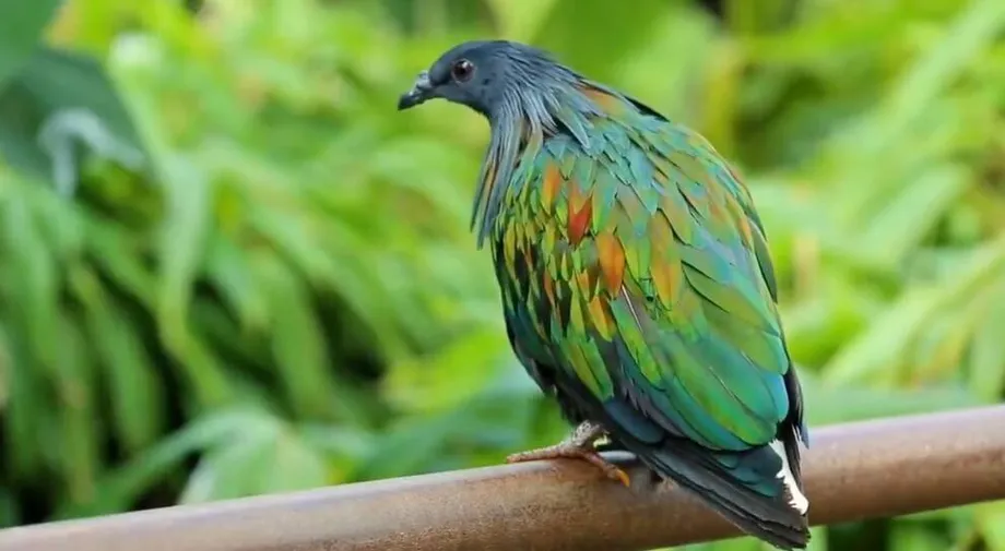 Nicobar Pigeon DNA and 2,300 AI Targets Bring Dodo Revival Project Into New Testing Phase