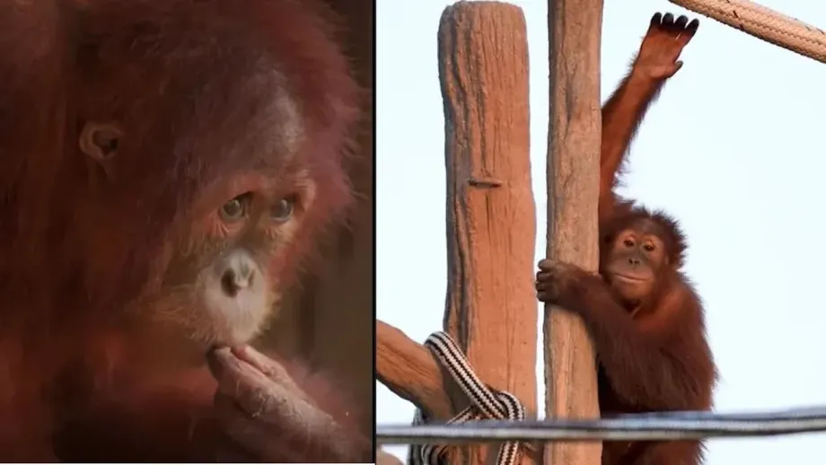 Rescued Orangutan Rocky Returns to Indonesia After Nearly Two Years in India