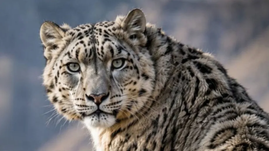 How Kazakhstan Counts Its Snow Leopards, From Camera Spots to Satellite Tracks
