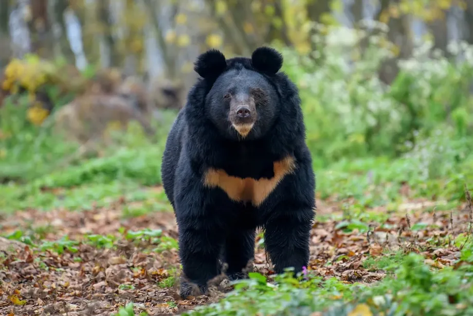 Black Bear Released 10 Kilometres Away Returns Near Homes and School in Japan