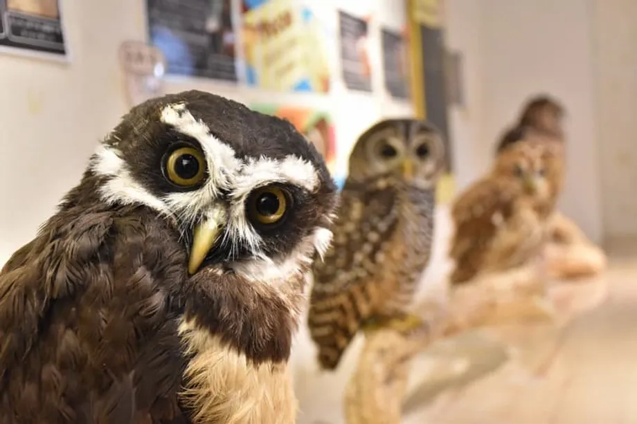 Wildtiercafés in Japan in der Kritik: versteckte Bakterien, Verletzungsrisiken und Verbindungen zum illegalen Handel