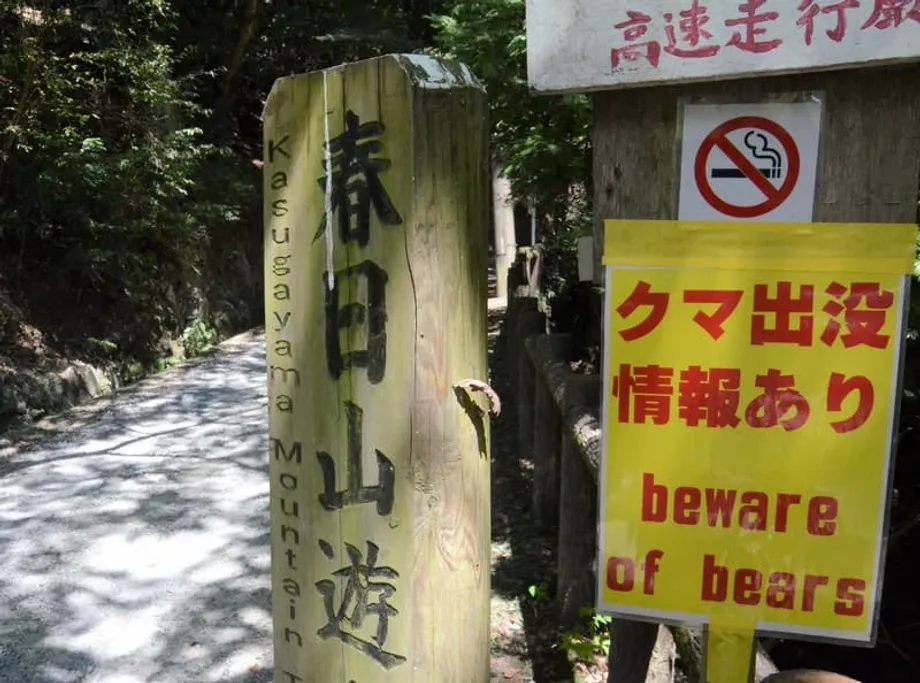 Begegnungen mit Bären nehmen zum Höhepunkt der herbstlichen Wandersaison in Japan stark zu